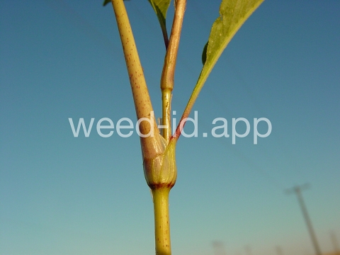smartweed, pale